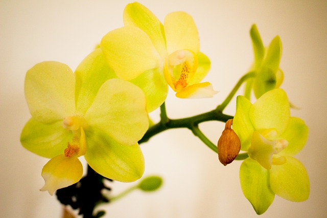 Šta vaš omiljeni cvet govori o vama? 3 orchid 2411457 640