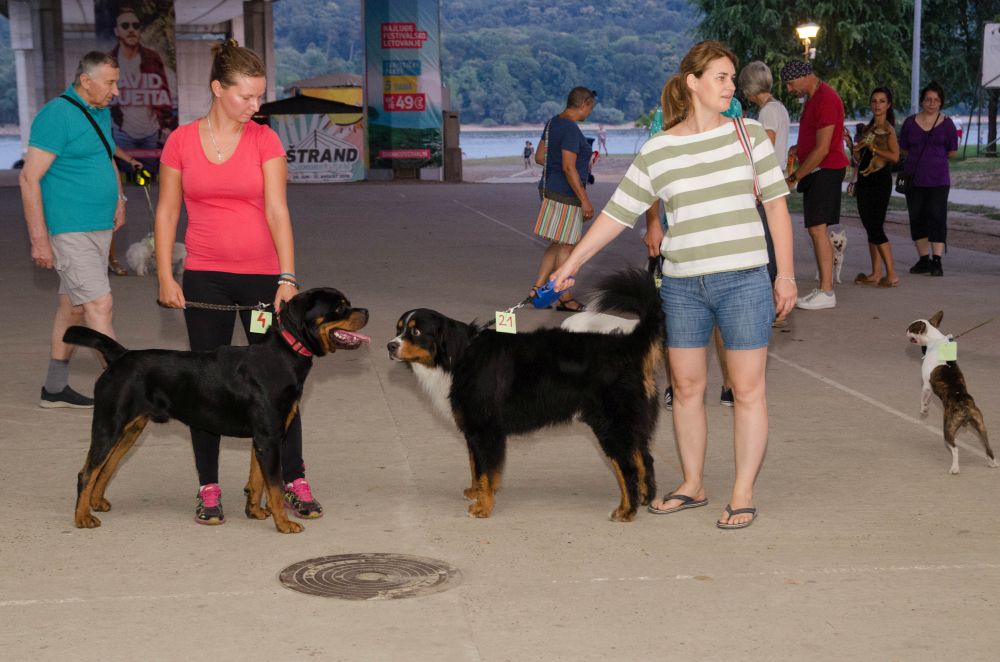 Drugi "Dog Show" na Štrand Summer Festu 29 DSC 5626
