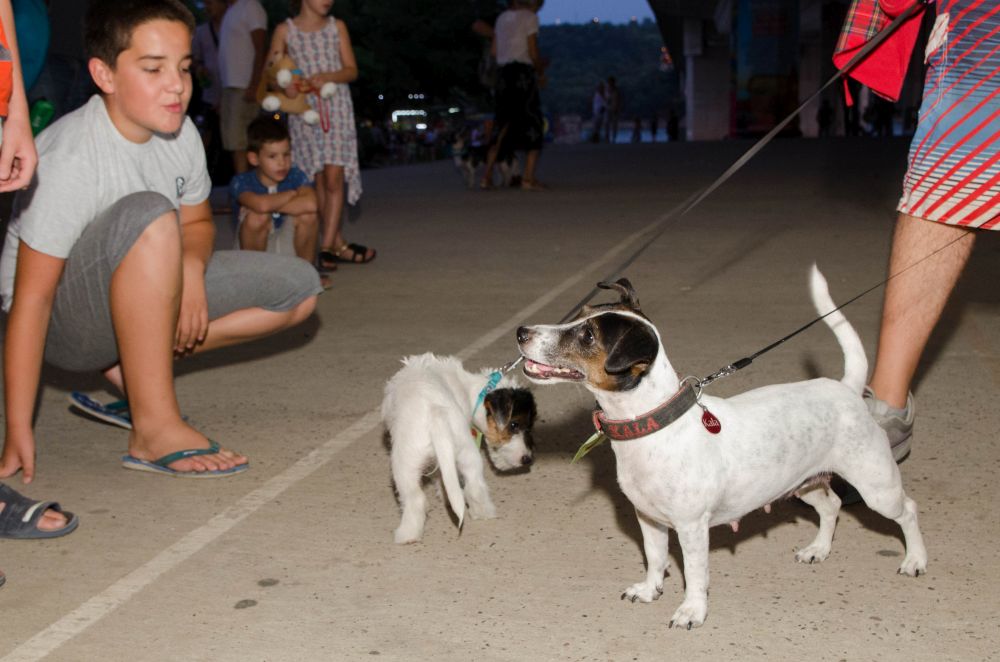 Drugi "Dog Show" na Štrand Summer Festu 32 DSC 5634