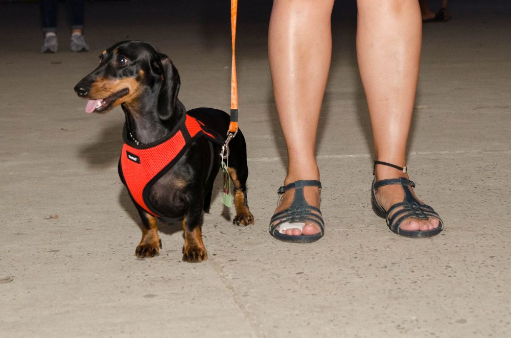 Drugi "Dog Show" na Štrand Summer Festu 33 DSC 5636