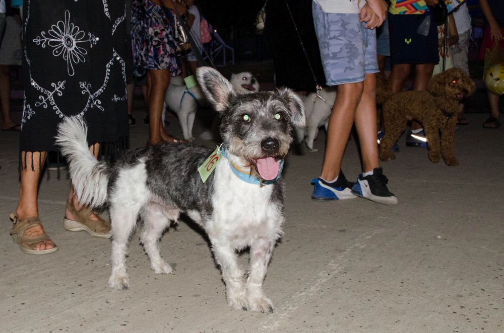 Drugi "Dog Show" na Štrand Summer Festu 37 DSC 5666