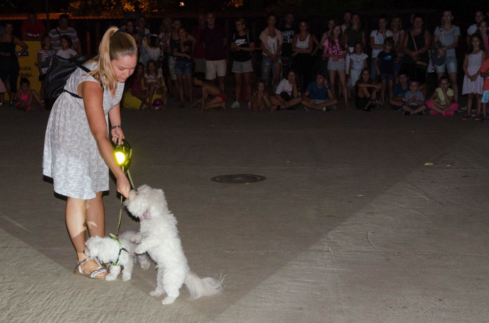 Drugi "Dog Show" na Štrand Summer Festu 44 DSC 5731