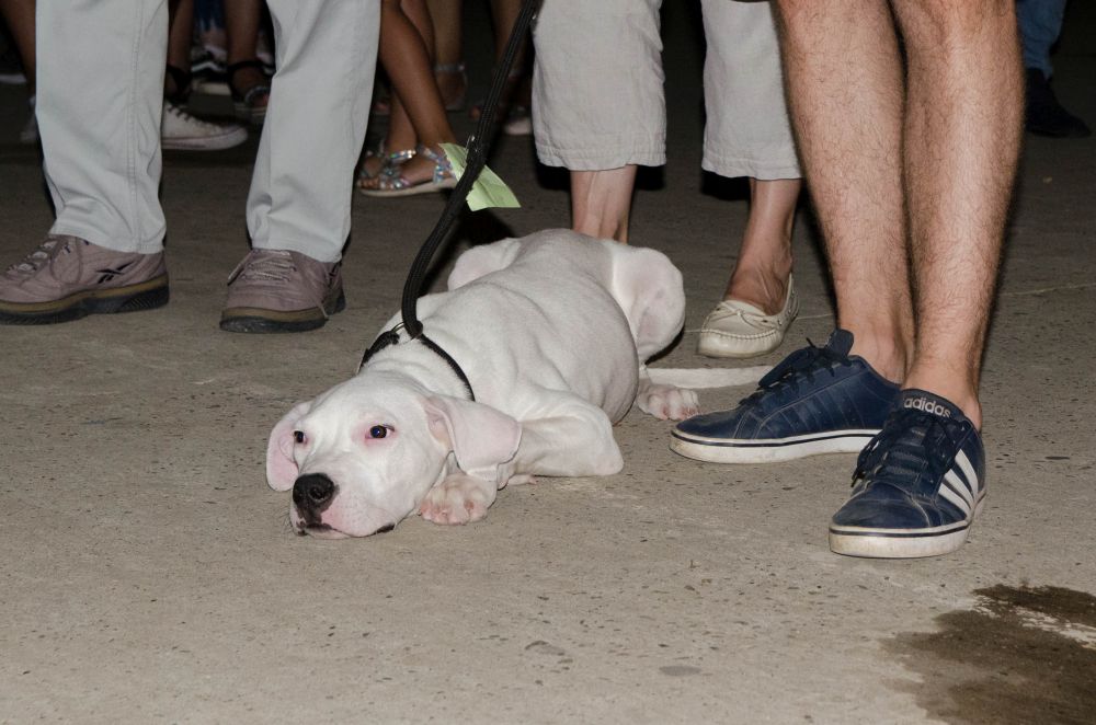 Drugi "Dog Show" na Štrand Summer Festu 49 DSC 5782
