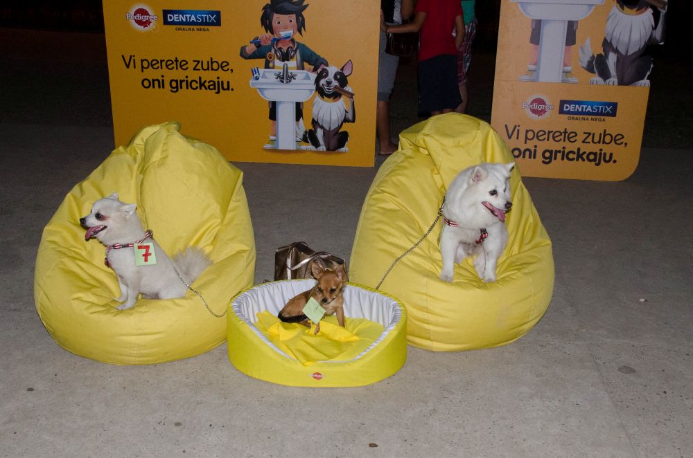 Drugi "Dog Show" na Štrand Summer Festu 51 DSC 5818