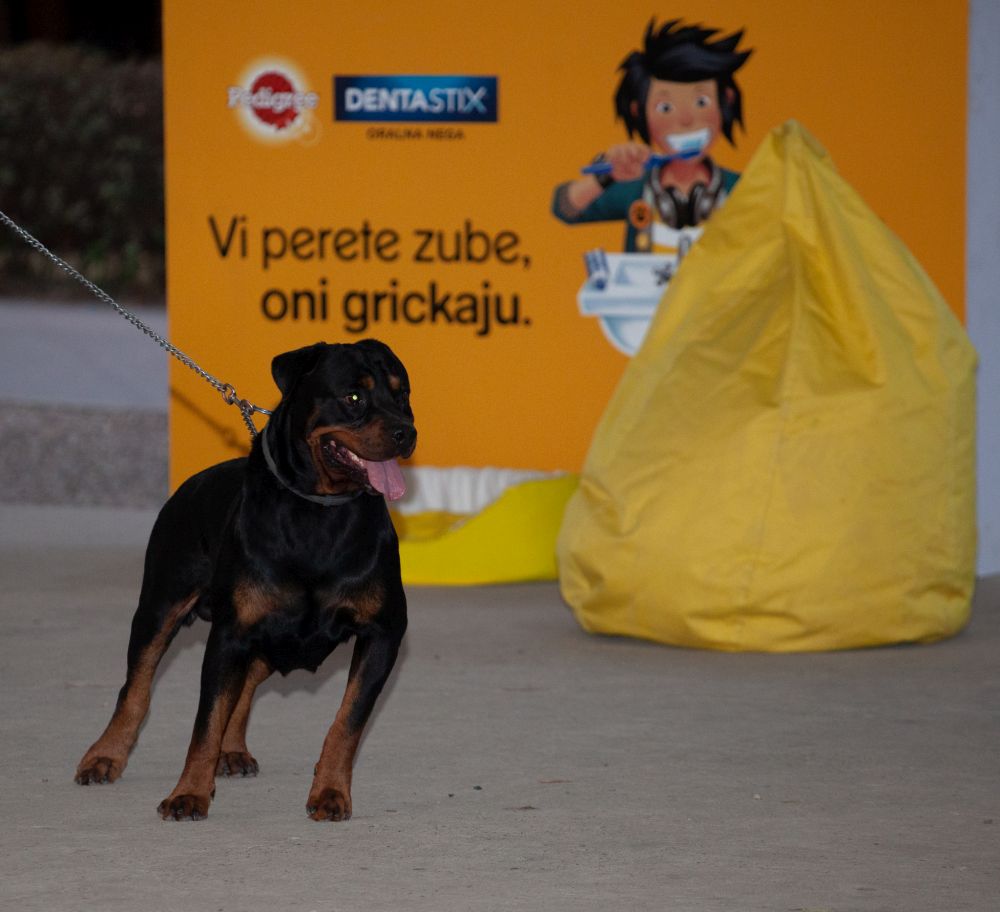 Drugi "Dog Show" na Štrand Summer Festu 22 MG 0985