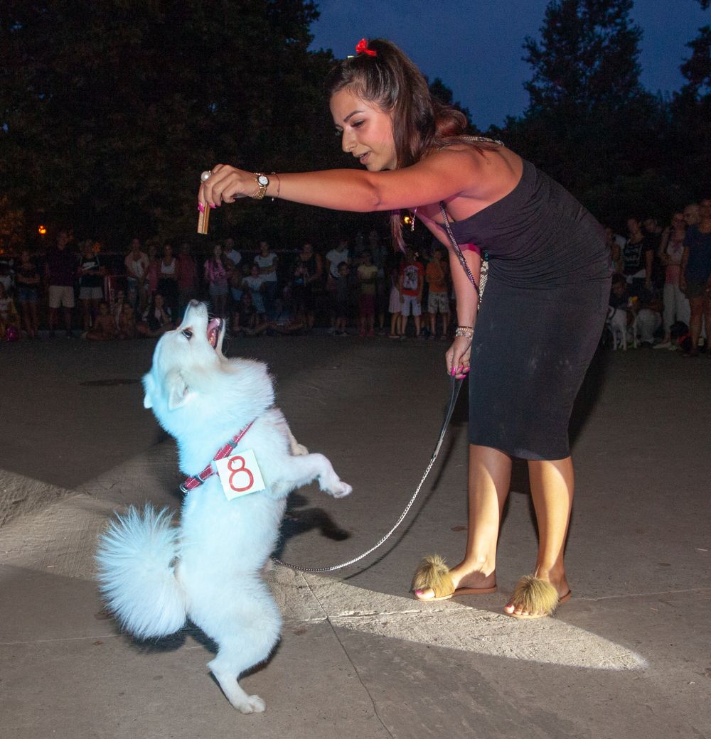 Drugi "Dog Show" na Štrand Summer Festu 25 MG 1074