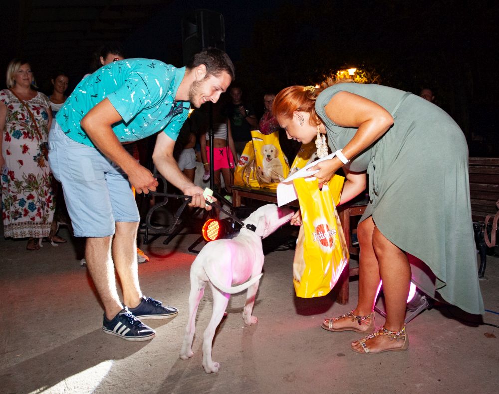 Drugi "Dog Show" na Štrand Summer Festu 28 MG 1147