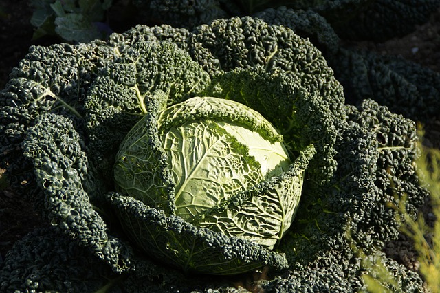 kelj