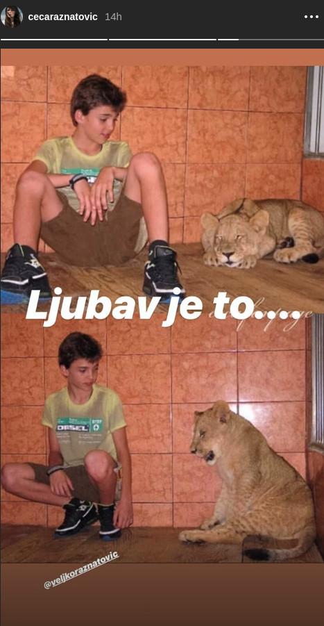 BIO JEDNOM STRAŠAN LAV: Ceca oduševila fanove Veljkovom fotkom iz detinjstva 1 veljko raznatovic