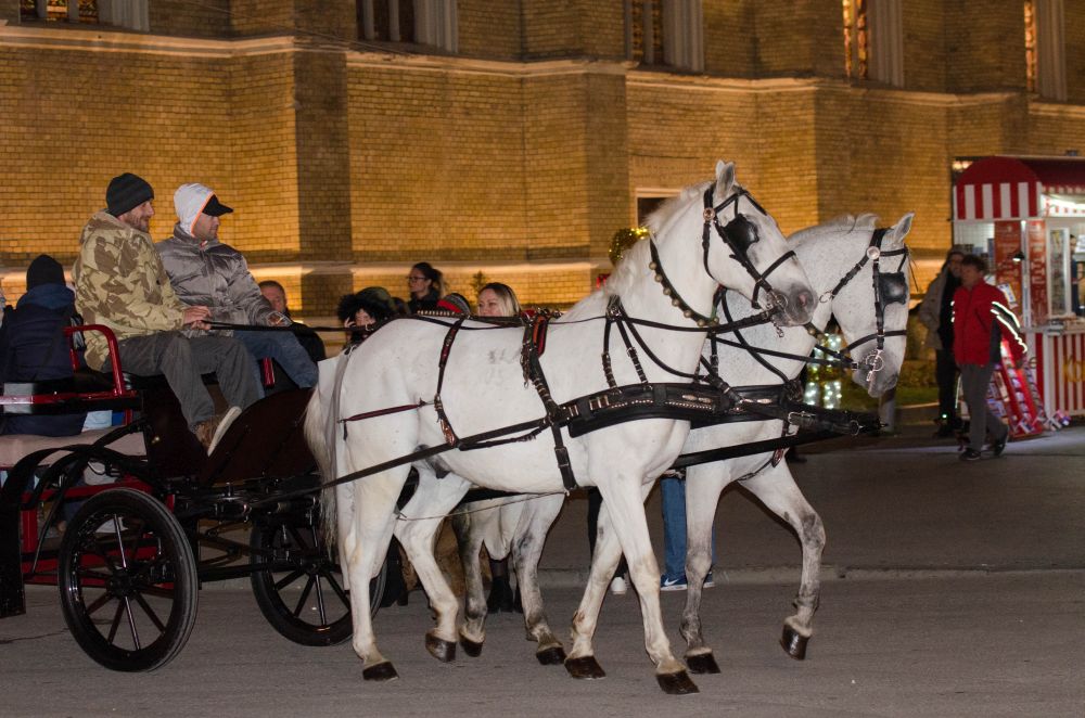 Dečiji hor "Čarobne frulice" danas na Novosadskom Winter Festu 21 DSC 1355