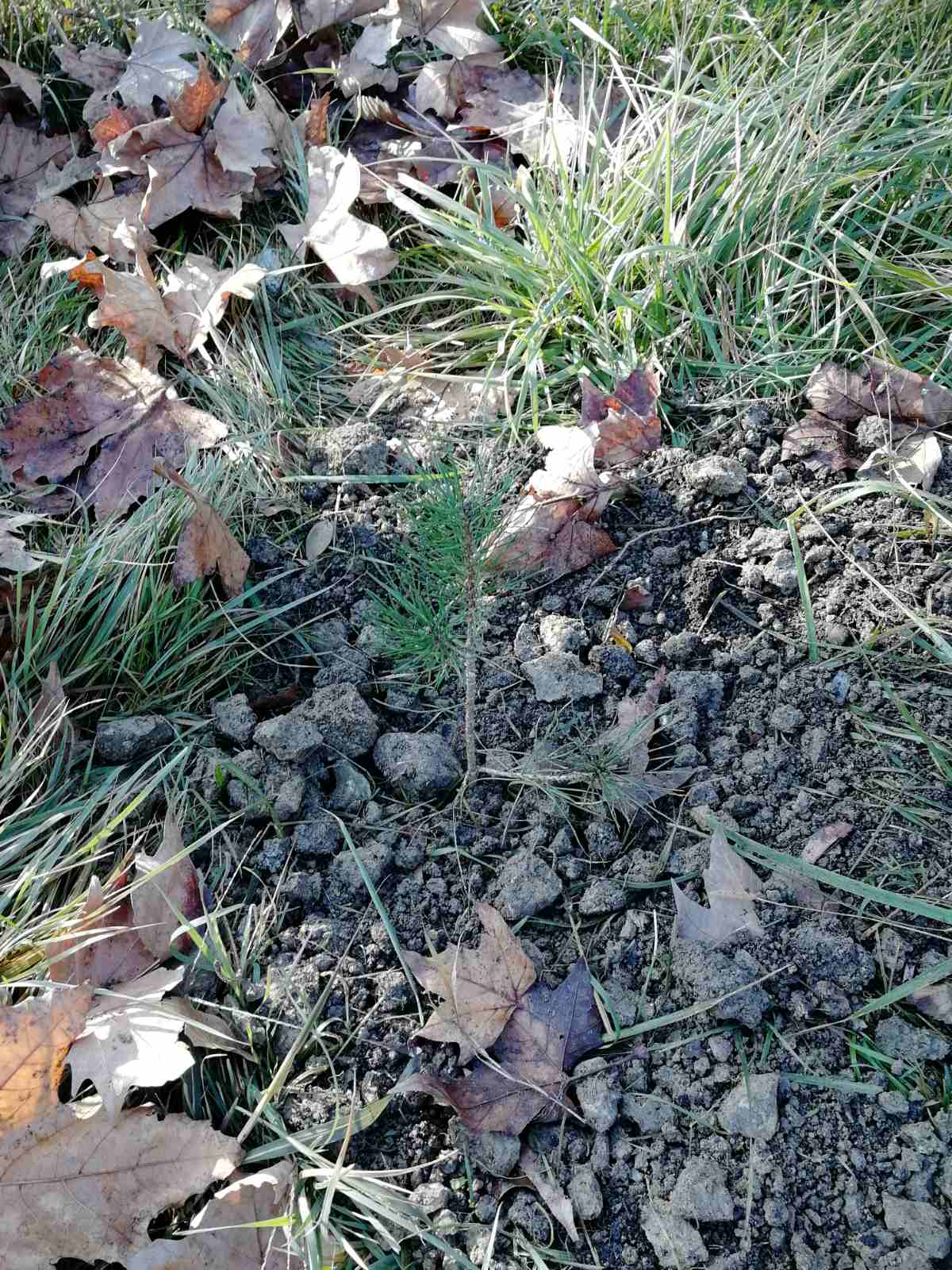 "NEDELJA ZA ZELENIJU VOJVODINU": Ozelenjavanje Opšte Bolnice Senta 3 IMG d38197ec06beb74cbc2a4e6f95965159 V