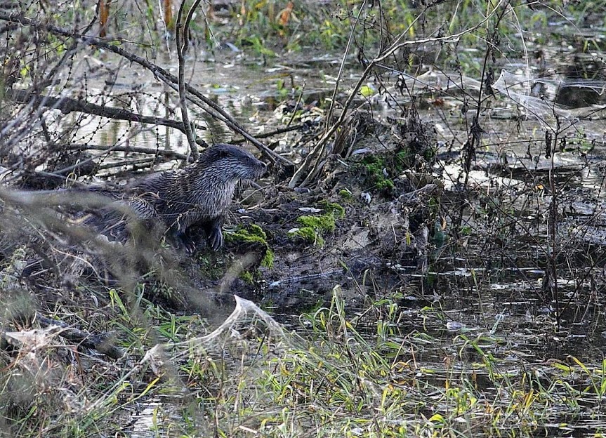 UNIŠTENJE PRETI BEOGRADSKOJ AMAZONIJI: Hoće li se u Beljarici praviti nova luka? 7 panjkovic 6