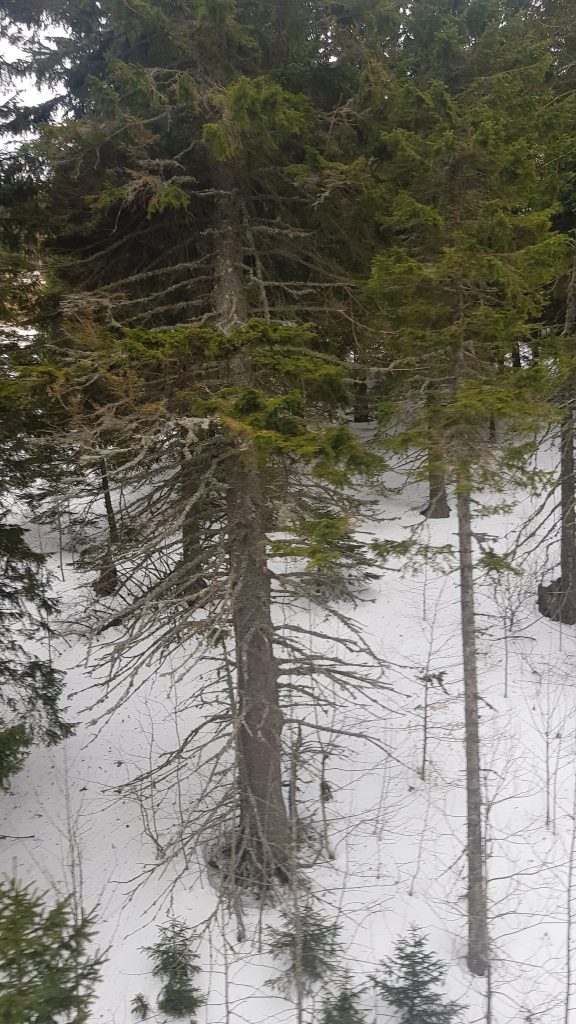 kopaonik 4