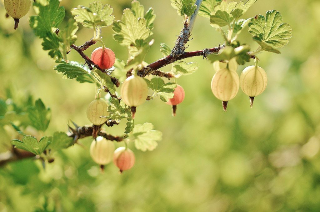 OČISTITE TELO OD TOKSINA: Bobičasto voće - izvor minerala, vitamina i enzima 5 ogrozd pixabay.com