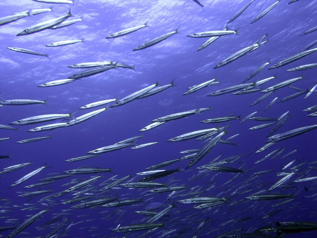 EUCERIN PREPARATI ZA ZAŠTITU OD SUNCA: Štite vašu kožu, čuvaju našu planetu 7 Barakude Sphyraenidae autor fotografije Zoran Rubinjoni