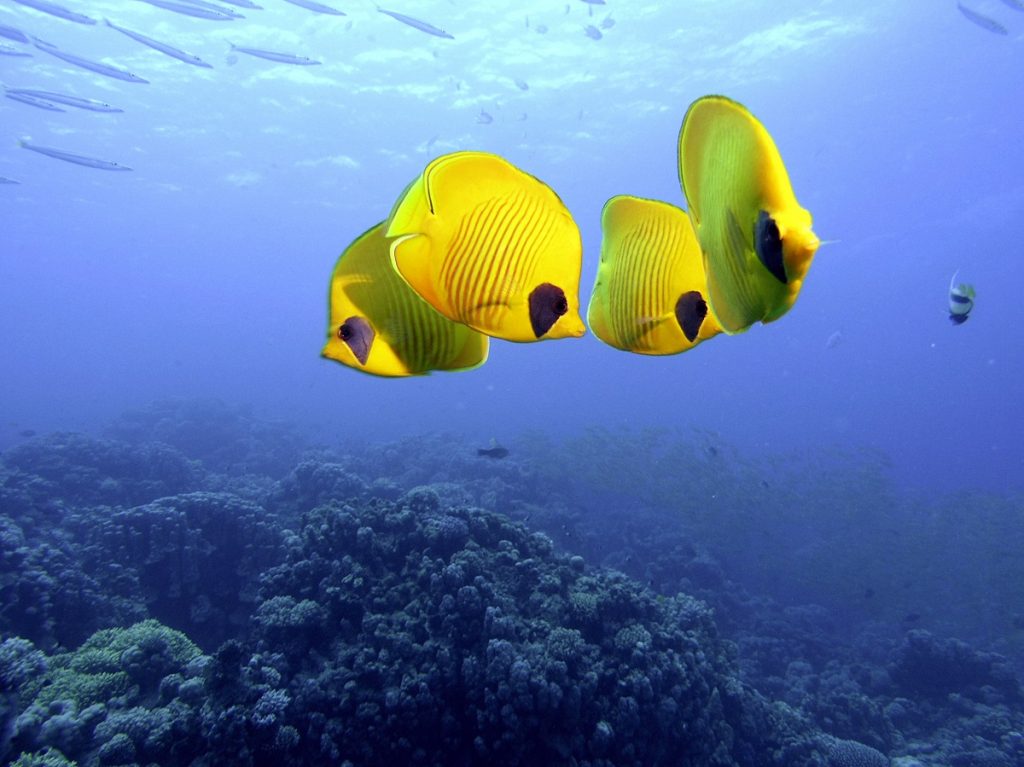 EUCERIN PREPARATI ZA ZAŠTITU OD SUNCA: Štite vašu kožu, čuvaju našu planetu 6 Butterflyfish Chaetodonautor fotografije Zoran Rubinjoni