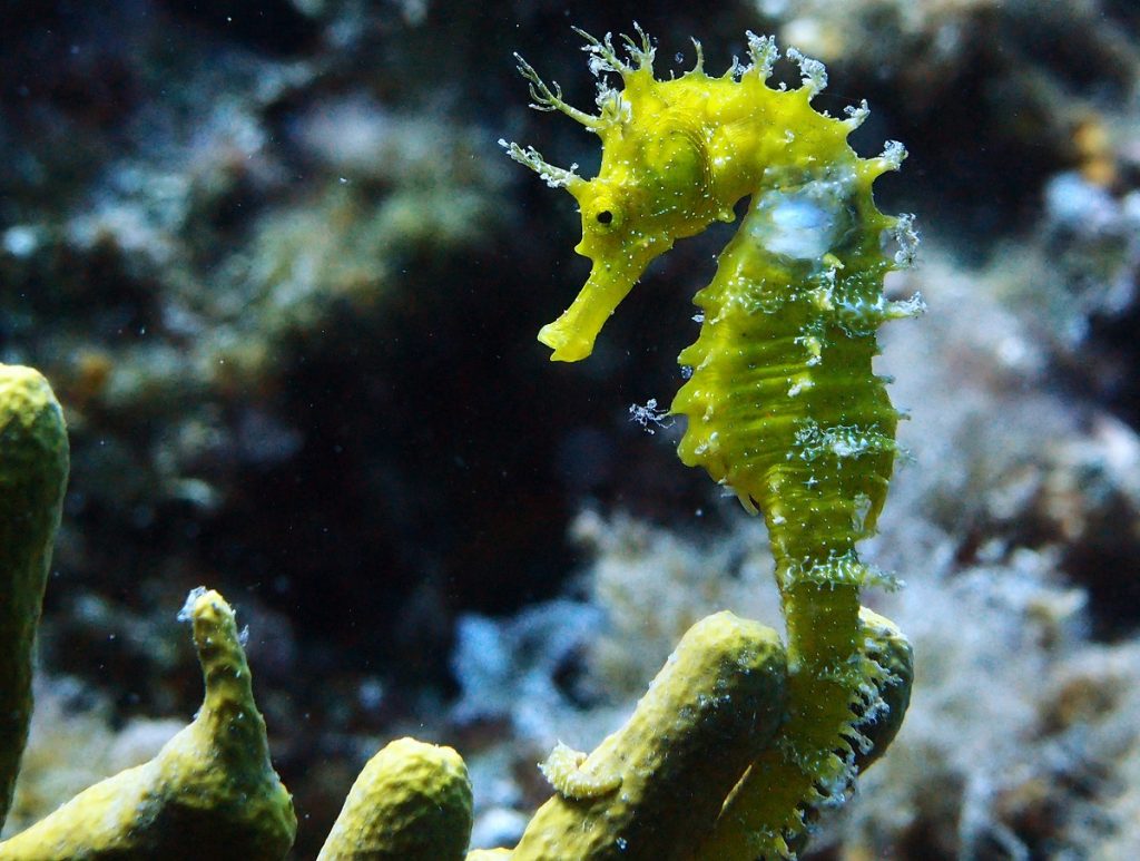 EUCERIN PREPARATI ZA ZAŠTITU OD SUNCA: Štite vašu kožu, čuvaju našu planetu 5 Morski konjic Hippocampus autor fotografije Zoran Rubinjoni