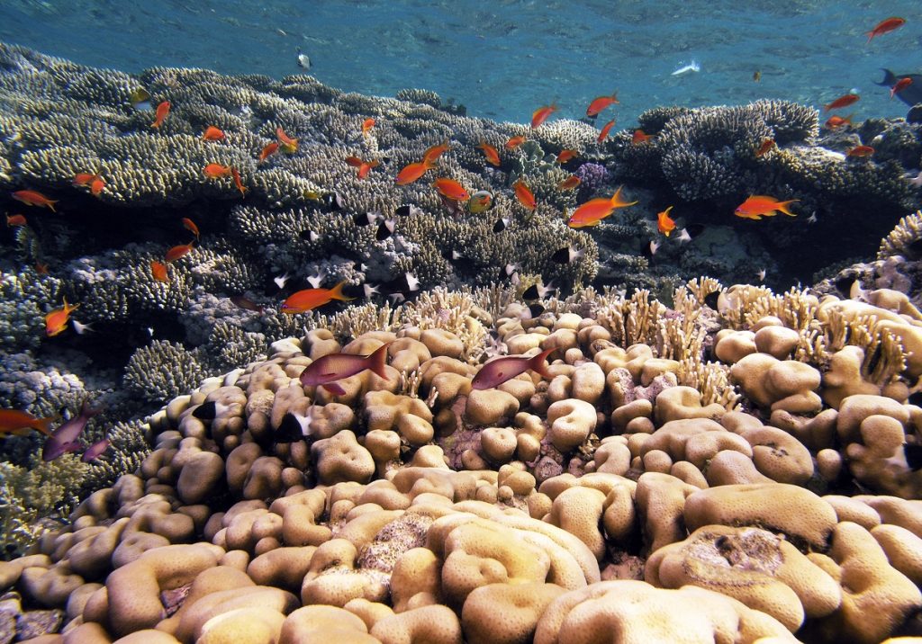 EUCERIN PREPARATI ZA ZAŠTITU OD SUNCA: Štite vašu kožu, čuvaju našu planetu 2 crvene i brane autor fotografije Zoran Rubinjoni