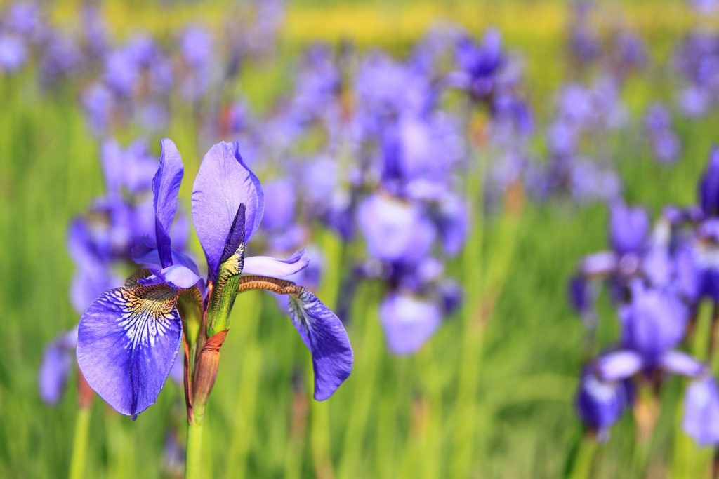 iris pixabay.com