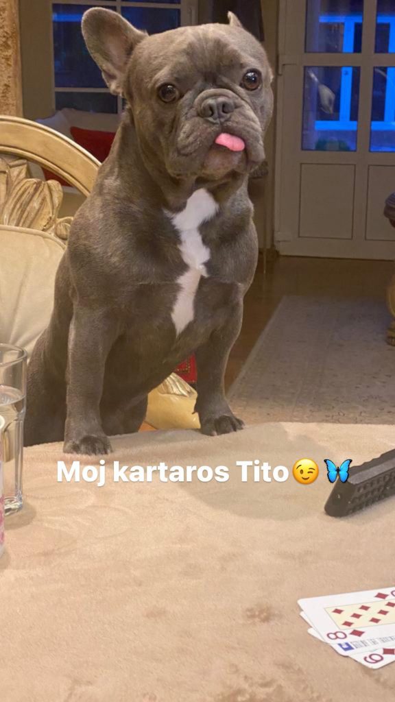 lepa brena pas tito