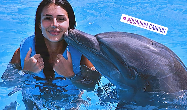 poljubac delfina