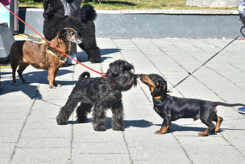 #FestivalLjubavi2022: Dog Show na platou ispred Promenade 1 2 8334
