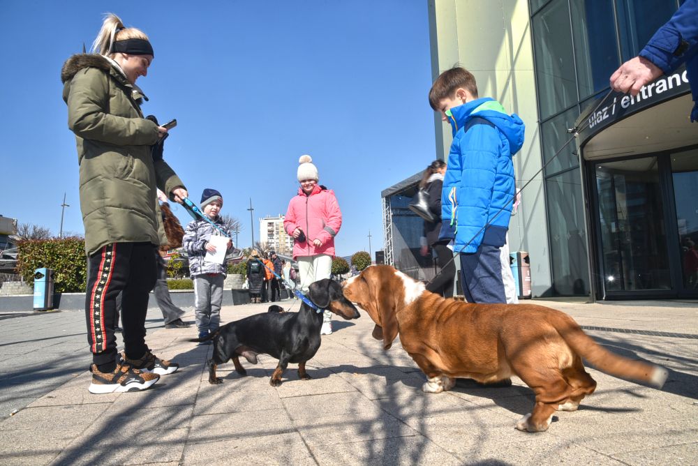 #FestivalLjubavi2022: Dog Show na platou ispred Promenade 2 3 8354