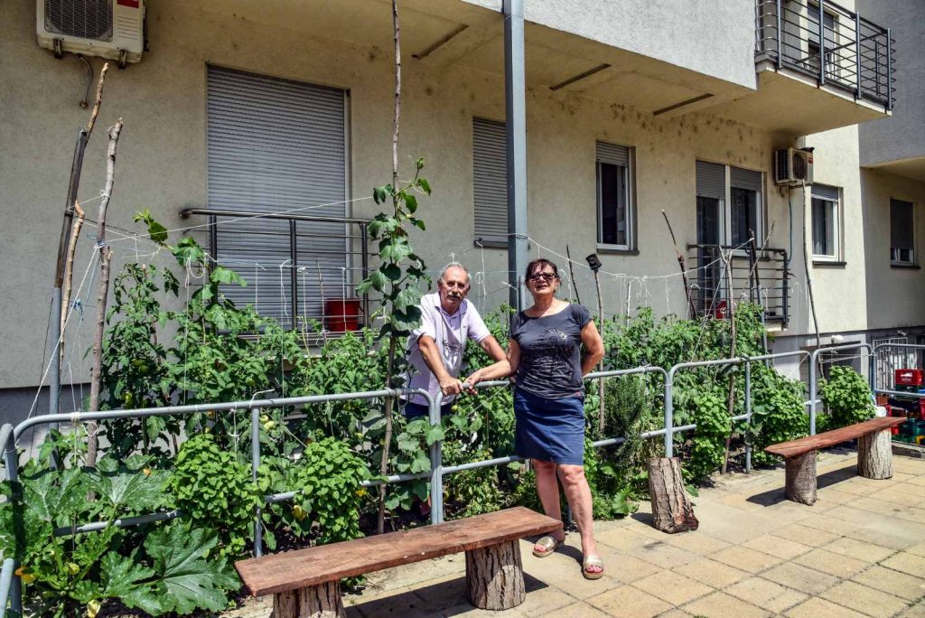“Najlepša bašta Novog Sada“: Organski proizvodi ušuškani usred gradske vreve 1 IMG a8c189ac014274dc9edb91a3c3d931ac V