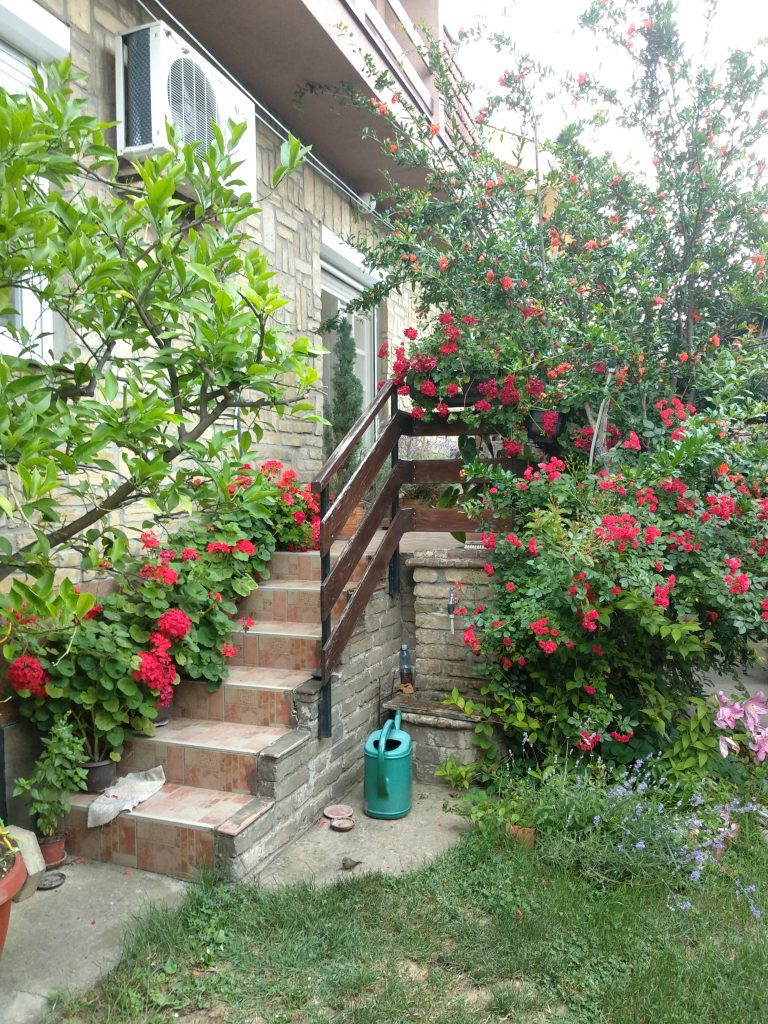 “Najlepša bašta Novog Sada“: Milenin cvetni vrt u Petrovaradinu 1 IMG 20220610 065715