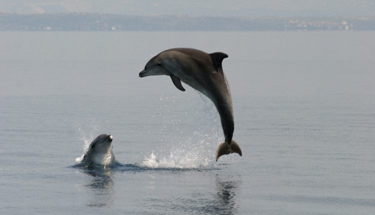Dolphin watching
