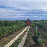 Vinograd